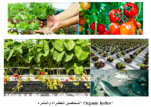 Organic hydroponics agriculture