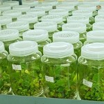 green-labs (2)