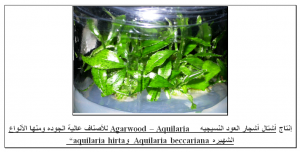 أشتال أشجار العود النسيجيه -  Agarwood - Aquilaria