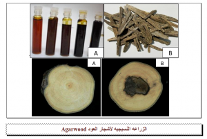 الزراعه النسيجيه لأشجار العود - Agarwood