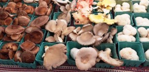 أنواع مختلفة من الفطر يمكن زراعتها وإنتاجها