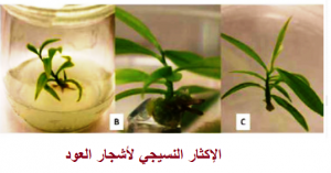 إكثار وإنتاج أشجار العود في المختبر