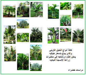 إكثار وإنتاج نخيل الزينه في مختبر زراعة الأنسجة النباتيه