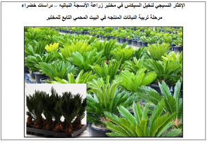 إكثار وإنتاج نخيل السيكاس في مختبر زراعة الأنسجه النباتيه