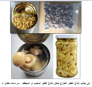 إنتاج الفطر المعلب والمجفف-دراسات خضراء