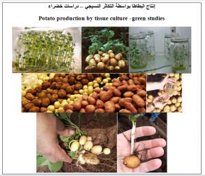 الإكثار النسيجي للبطاطا - دراسات خضراء
