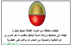 البذور المغلفة