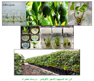 الزراعه النسيجيه لأشجار الأفوكادو