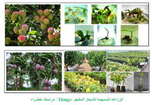 الزراعه النسيجيه لأشجار المانجو