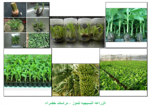 الزراعه النسيجيه للموز