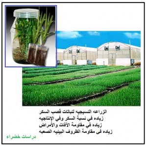 الزراعه النسيجيه لنباتات قصب السكر