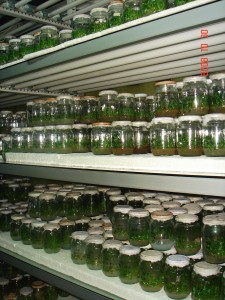 مختبر زراعة الخلايا والأنسجة النباتية 1