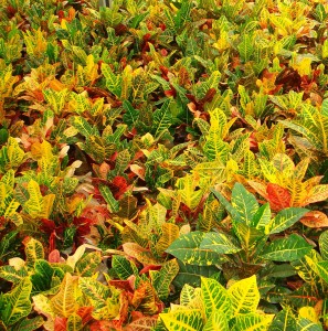 الدكتور مجد جرعتلي - أشتال نسيجية