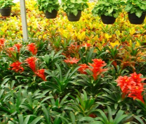 أشتال نسيجية - الدكتور مجد جرعتلي