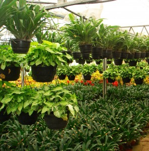 أشتال نسيجية 5