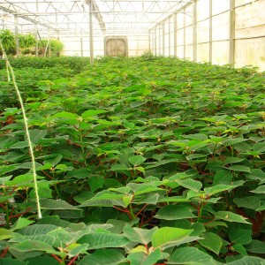 نباتات نسيجية في بيت التقسية التابع لأحد المختبرات التي تم تنفيذها من قبل دراسات خضراء