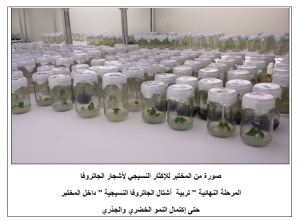 صورة من المختبر لمرحلة تربية الأشتال النسيجية لأشجار الجاتروفا